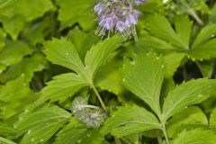 Virginia Waterleaf, Hydrophyllum virginianum Virginia Waterleaf, Hydrophyllum virginianum