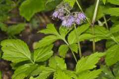 Virginia Waterleaf, Hydrophyllum virginianum Virginia Waterleaf, Hydrophyllum virginianum