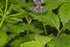 Virginia Waterleaf, Hydrophyllum virginianum Virginia Waterleaf, Hydrophyllum virginianum