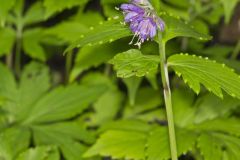 Virginia Waterleaf, Hydrophyllum virginianum Virginia Waterleaf, Hydrophyllum virginianum