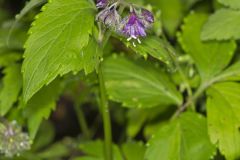 Virginia Waterleaf, Hydrophyllum virginianum Virginia Waterleaf, Hydrophyllum virginianum