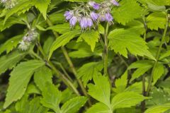 Virginia Waterleaf, Hydrophyllum virginianum Virginia Waterleaf, Hydrophyllum virginianum