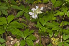 Virginia Waterleaf, Hydrophyllum virginianum Virginia Waterleaf, Hydrophyllum virginianum