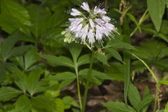 Virginia Waterleaf, Hydrophyllum virginianum Virginia Waterleaf, Hydrophyllum virginianum