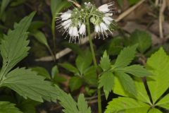 Virginia Waterleaf, Hydrophyllum virginianum Virginia Waterleaf, Hydrophyllum virginianum