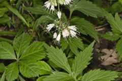 Virginia Waterleaf, Hydrophyllum virginianum Virginia Waterleaf, Hydrophyllum virginianum