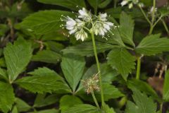Virginia Waterleaf, Hydrophyllum virginianum Virginia Waterleaf, Hydrophyllum virginianum