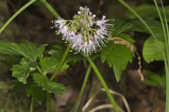Virginia Waterleaf, Hydrophyllum virginianum Virginia Waterleaf, Hydrophyllum virginianum
