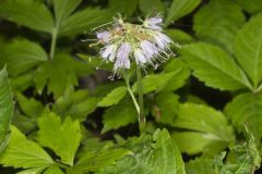 Virginia Waterleaf, Hydrophyllum virginianum Virginia Waterleaf, Hydrophyllum virginianum