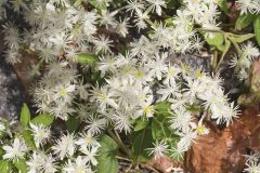 Virgin's Bower, Clematis virginiana