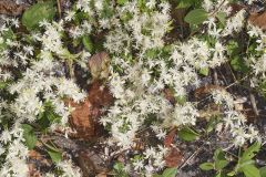 Virgin's Bower, Clematis virginiana