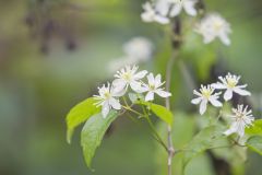Virgin's Bower, Clematis virginiana