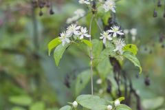 Virgin's Bower, Clematis virginiana