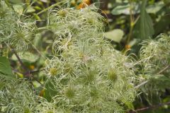 Virgin's Bower, Clematis virginiana