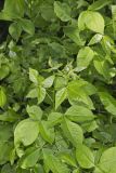 Wafer Ash, Ptelea trifoliata