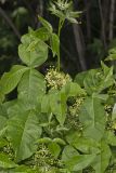 Wafer Ash, Ptelea trifoliata