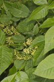 Wafer Ash, Ptelea trifoliata