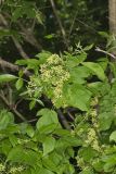 Wafer Ash, Ptelea trifoliata