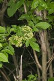 Wafer Ash, Ptelea trifoliata