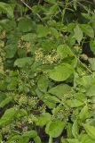 Wafer Ash, Ptelea trifoliata