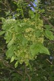 Wafer Ash, Ptelea trifoliata