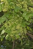 Wafer Ash, Ptelea trifoliata
