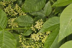 Wafer Ash, Ptelea trifoliata