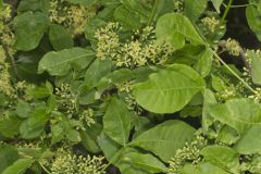 Wafer Ash, Ptelea trifoliata