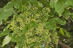 Wafer Ash, Ptelea trifoliata