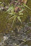 Walking Fern, Asplenium rhizophyllum