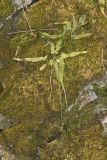 Walking Fern, Asplenium rhizophyllum
