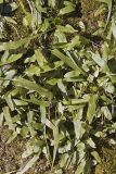 Walking Fern, Asplenium rhizophyllum