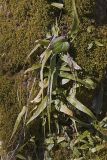 Walking Fern, Asplenium rhizophyllum