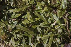 Walking Fern, Asplenium rhizophyllum