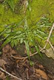 Walking Fern, Asplenium rhizophyllum