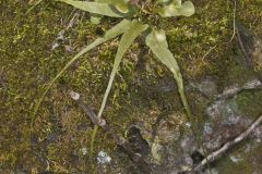 Walking Fern, Asplenium rhizophyllum