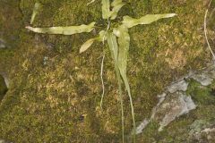 Walking Fern, Asplenium rhizophyllum