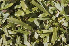 Walking Fern, Asplenium rhizophyllum