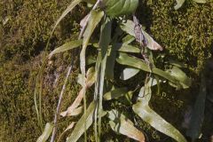 Walking Fern, Asplenium rhizophyllum