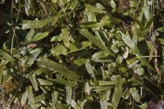 Walking Fern, Asplenium rhizophyllum