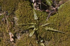Walking Fern, Asplenium rhizophyllum