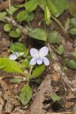 Walter's Violet, Viola walteri