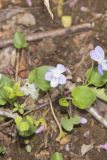 Walter's Violet, Viola walteri