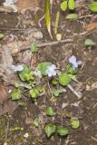 Walter's Violet, Viola walteri