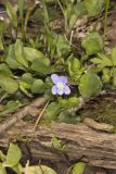 Walter's Violet, Viola walteri