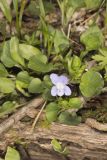 Walter's Violet, Viola walteri