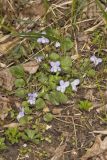 Walter's Violet, Viola walteri