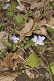 Walter's Violet, Viola walteri