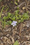 Walter's Violet, Viola walteri