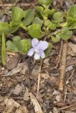 Walter's Violet, Viola walteri